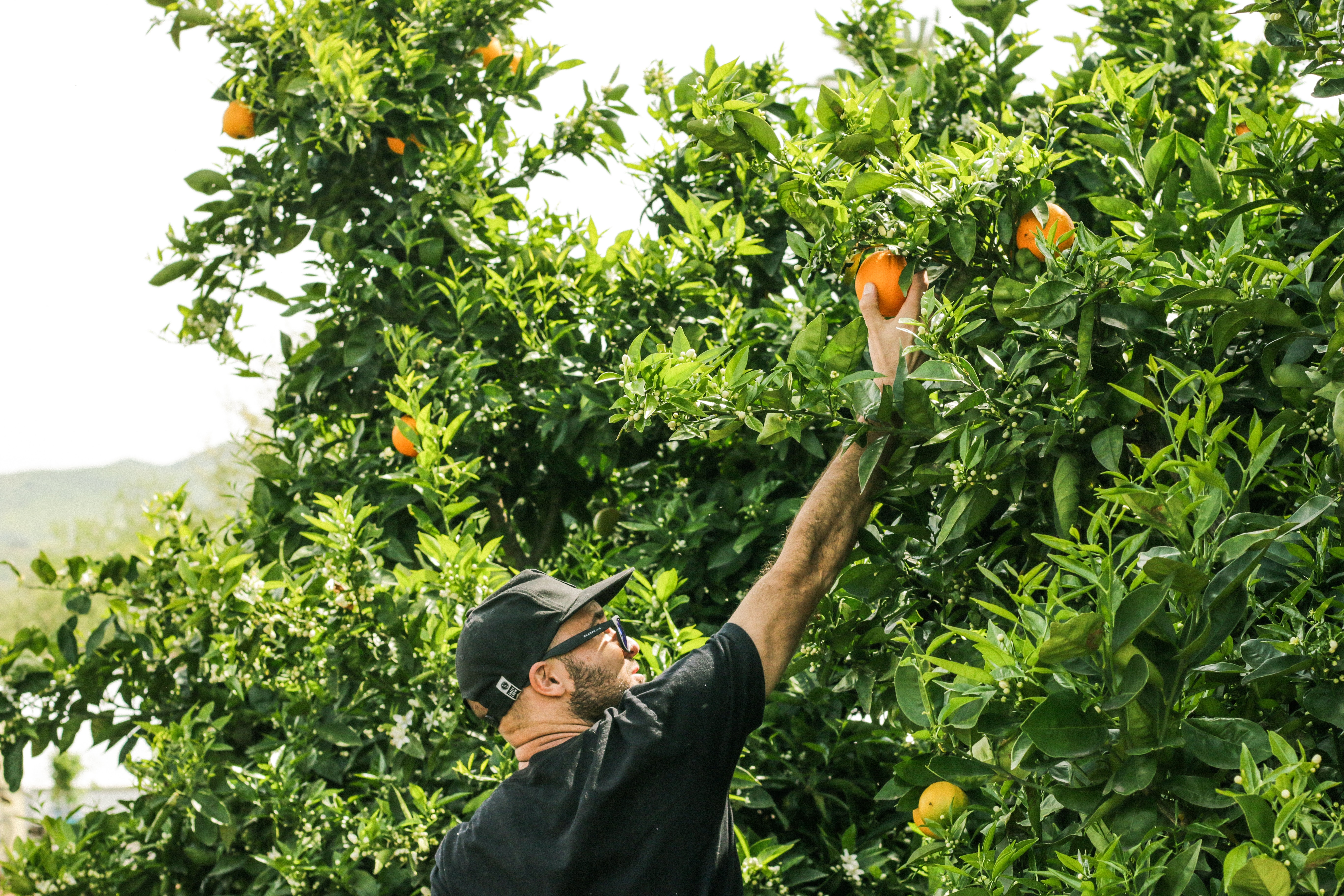 junger Mann pflückt Pfirsich vom Baum